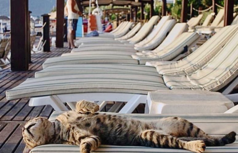 бездомные животные в Болгарии