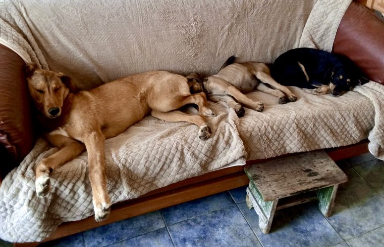 Передержка