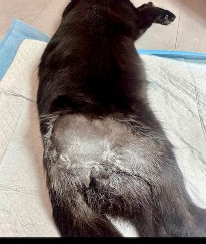 Билли. Котик, в которого выстрелили из ракетницы.