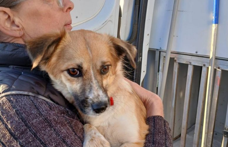 Собаки хотят кушать.