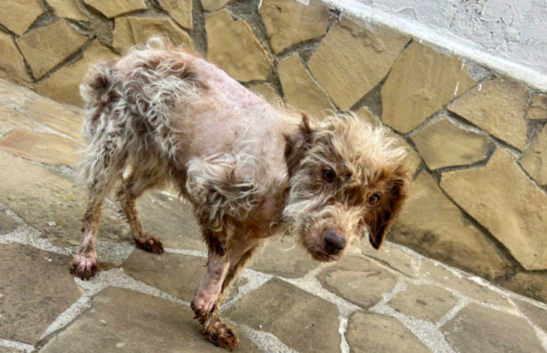 Макси. Жертва бридинга.