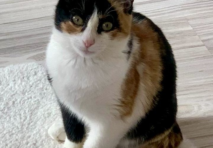 Стерилизации. Январь 2025.