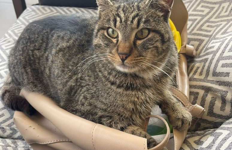 ПОДКРЕПИ.БГ