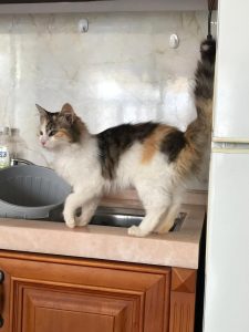 Ищет дома кошка Алиса