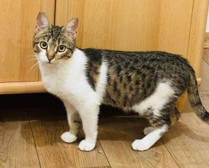 Ищет дом котик Васил