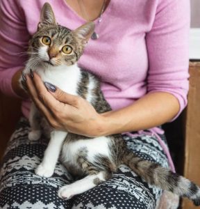 Ищет дом котик Васил