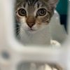 Ищет дом котик Васил
