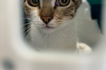 Ищет дом котик Васил