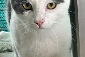 Ищет дом кот Томи