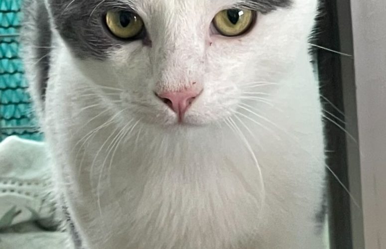 Ищет дом кот Томи