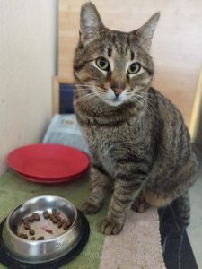 Ищет дом кот Гошо