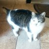 Ищет дом кошка паша