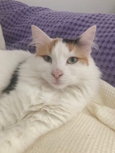 Ищет дом кошка Лиза