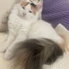 Ищет дом кошка Лиза