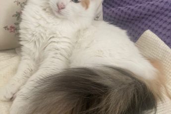 Ищет дом кошка Лиза