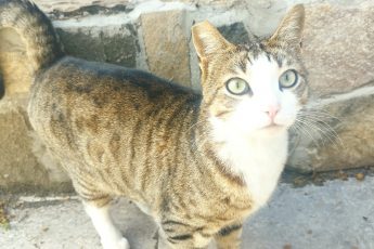 Ищет дом кот Очко