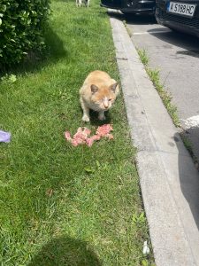 Котик от Жанета