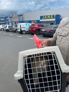 Котик от Жанета.