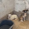 Собаки общинского приюта