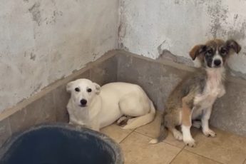 Собаки общинского приюта