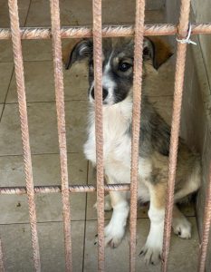 Собаки общинского приюта