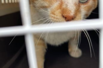 Котик от Жанета