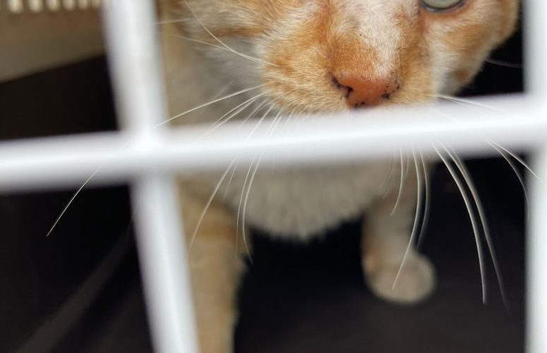 Котик от Жанета