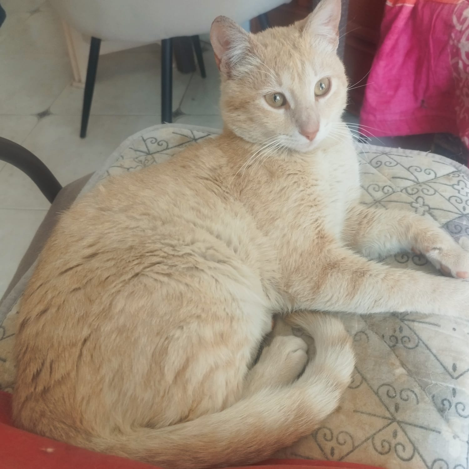 Ищет дом кот Крис