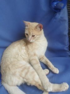 Ищет дом кот Крис