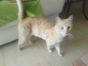 Ищет дом кот Крис