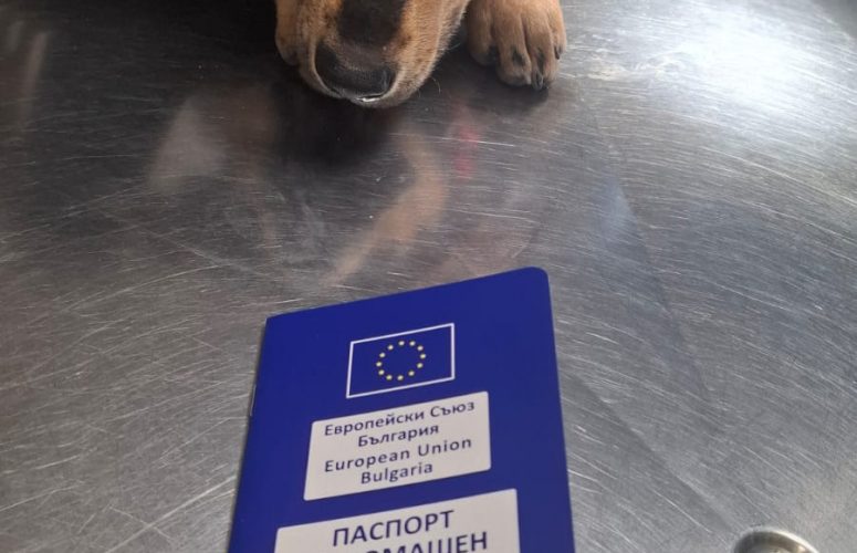 Мира - очередной подкидышь Свети Власа