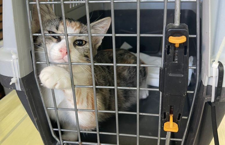 Кастрации 2025\26