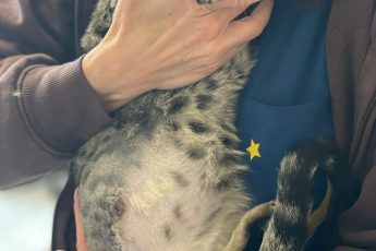 Котик-инвалид Людвиг.