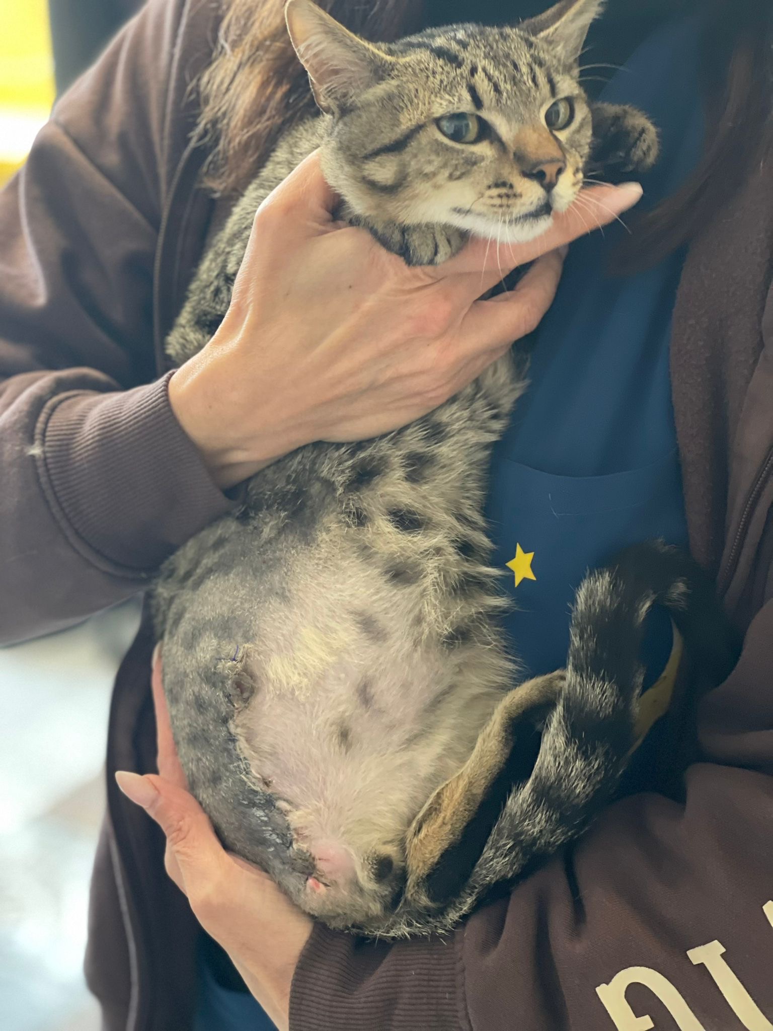 Котик-инвалид Людвиг.