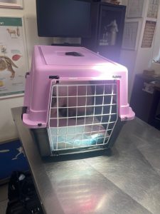 Слепой котик Каспер, Нессебър.