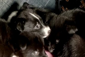 Щенки от родника из Медово