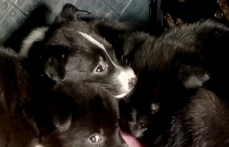 Щенки от родника из Медово