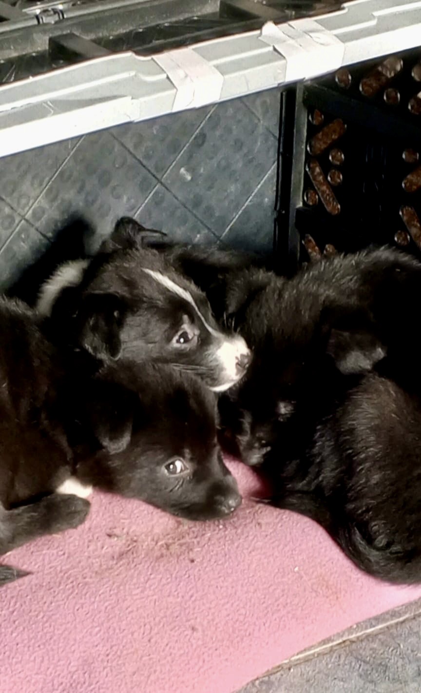 Щенки от родника из Медово