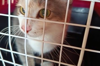 Закрываем сезон кастраций 2025.