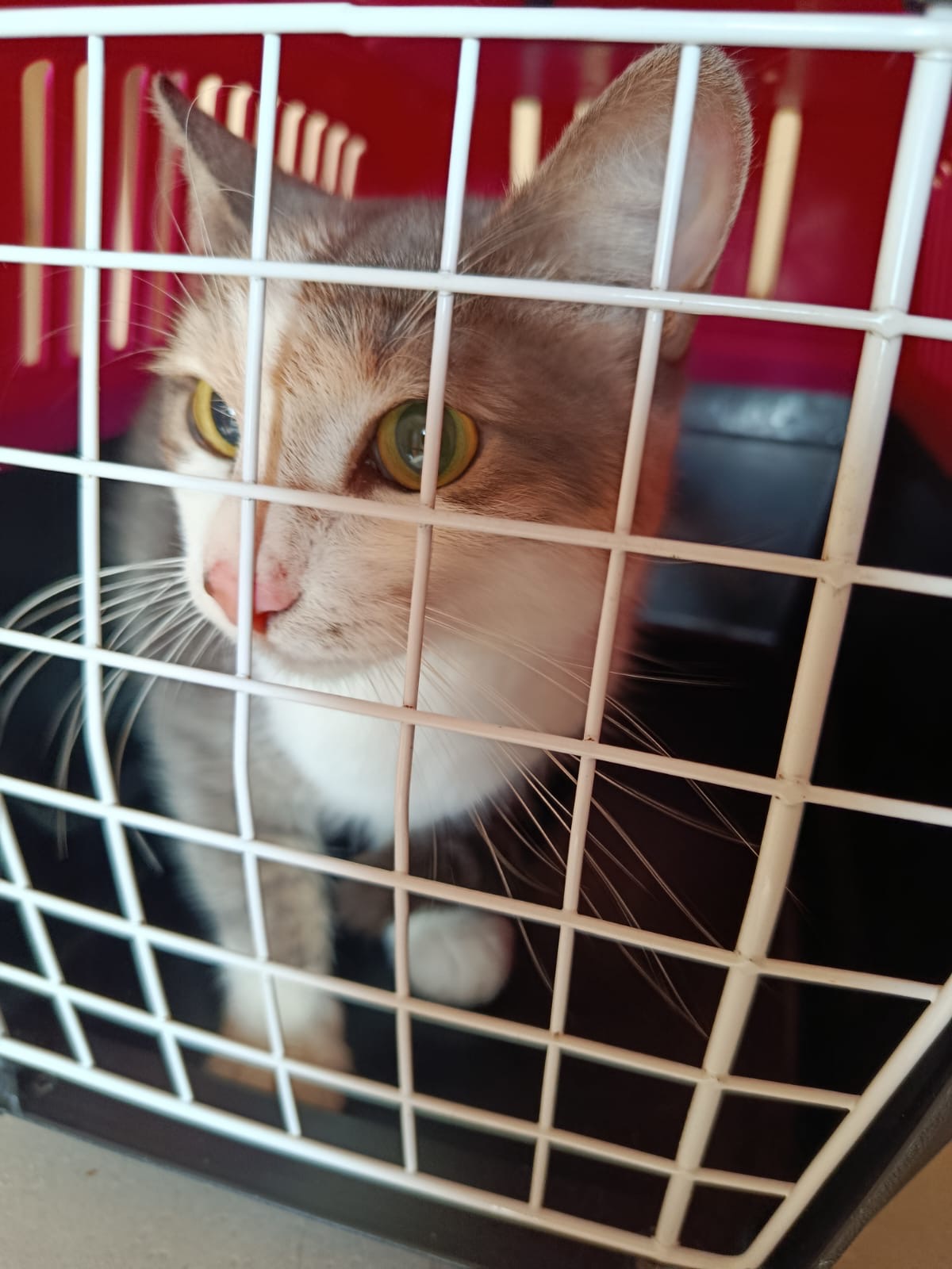 Закрываем сезон кастраций 2025.