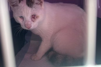 Слепой котик Каспер.