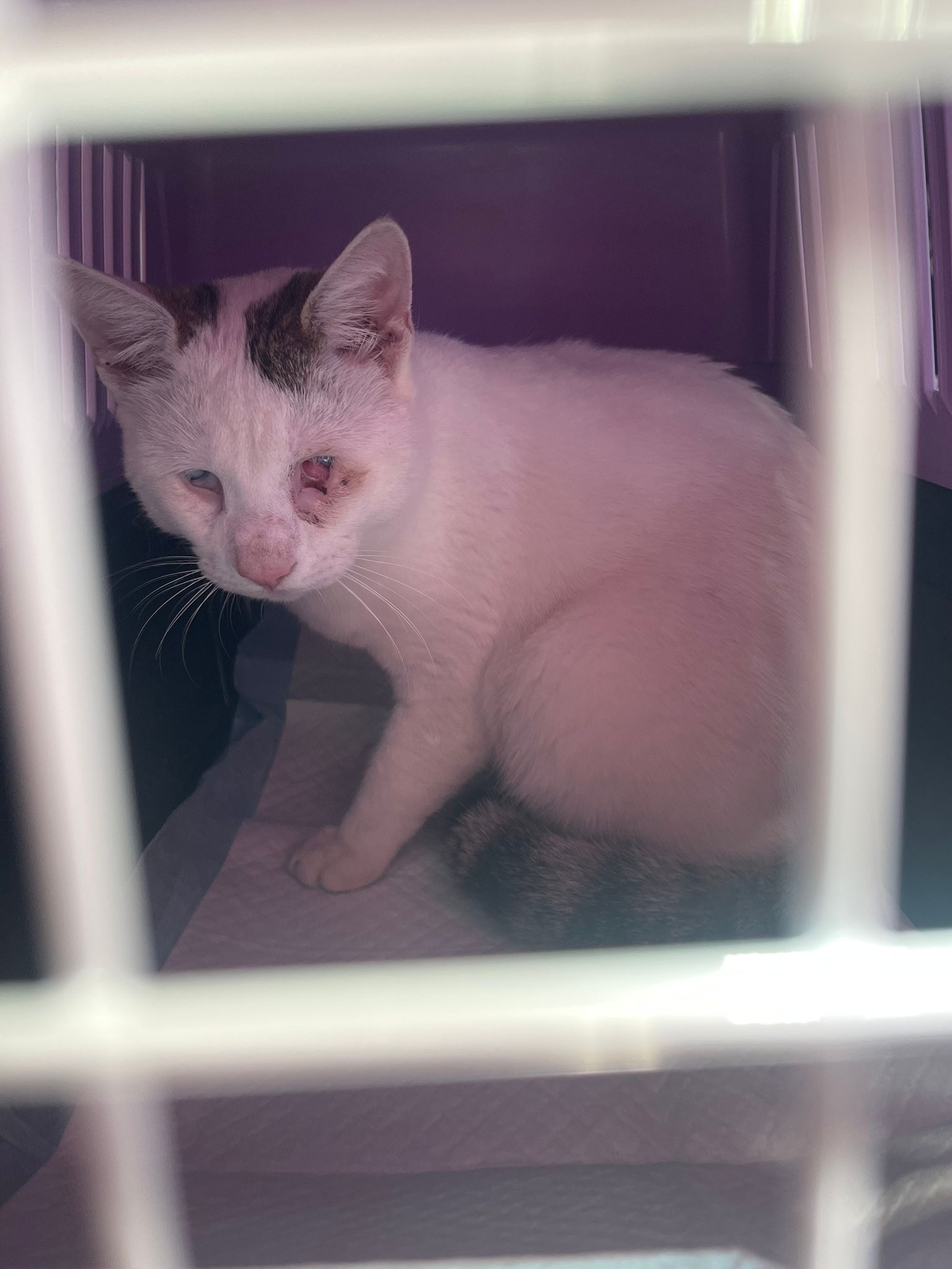 Слепой котик Каспер.