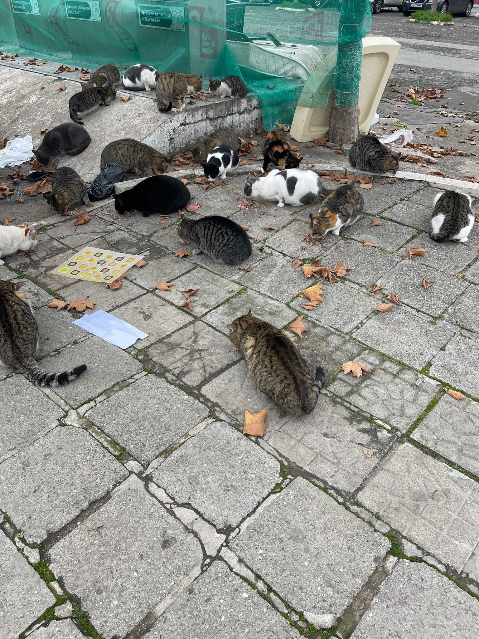 Корм для бездомных кошек