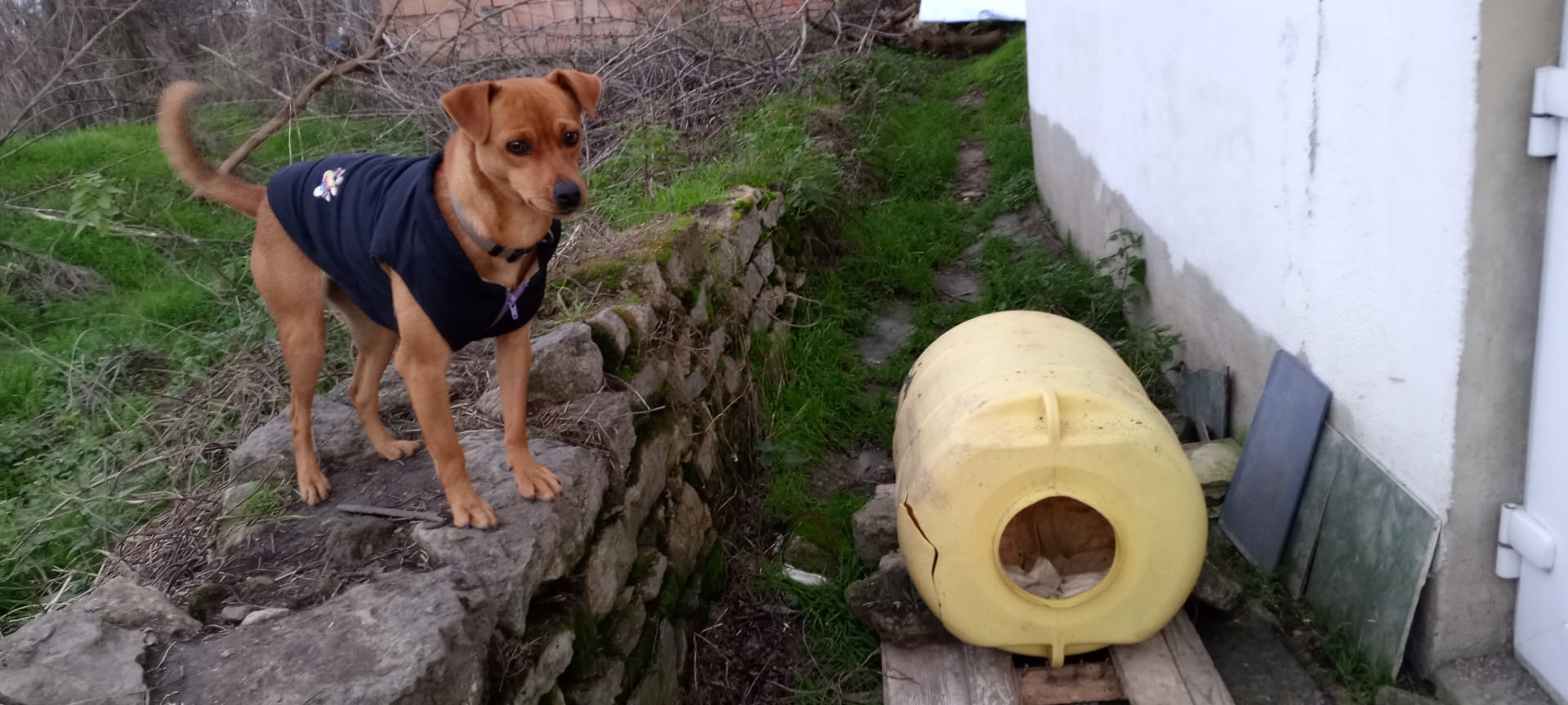 Нежданое пополнение у Снежаны.