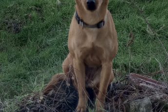 Легализация Панды