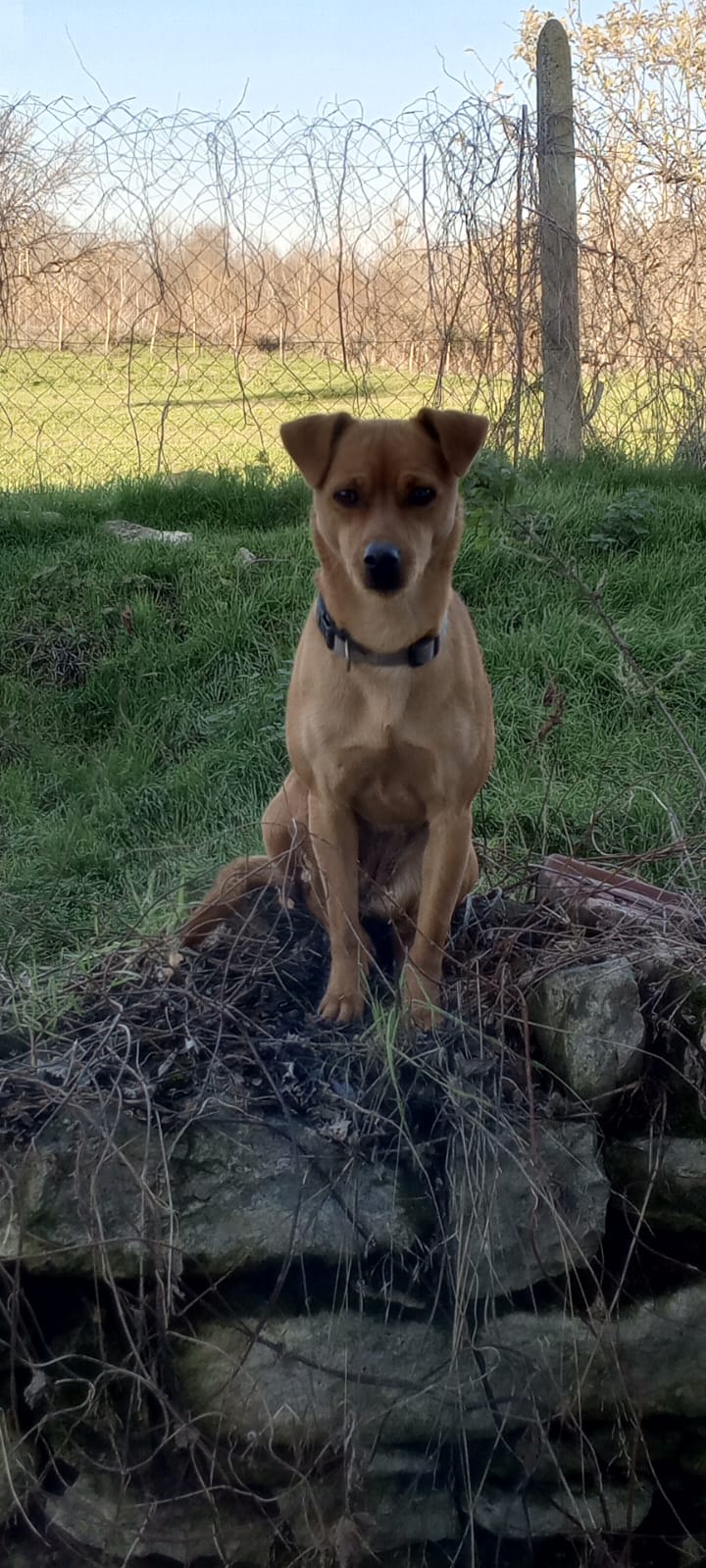 Легализация Панды