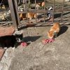 Как кормить кошеки собак.