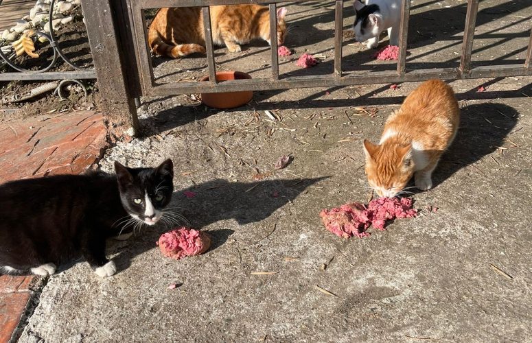 Как кормить кошеки собак.