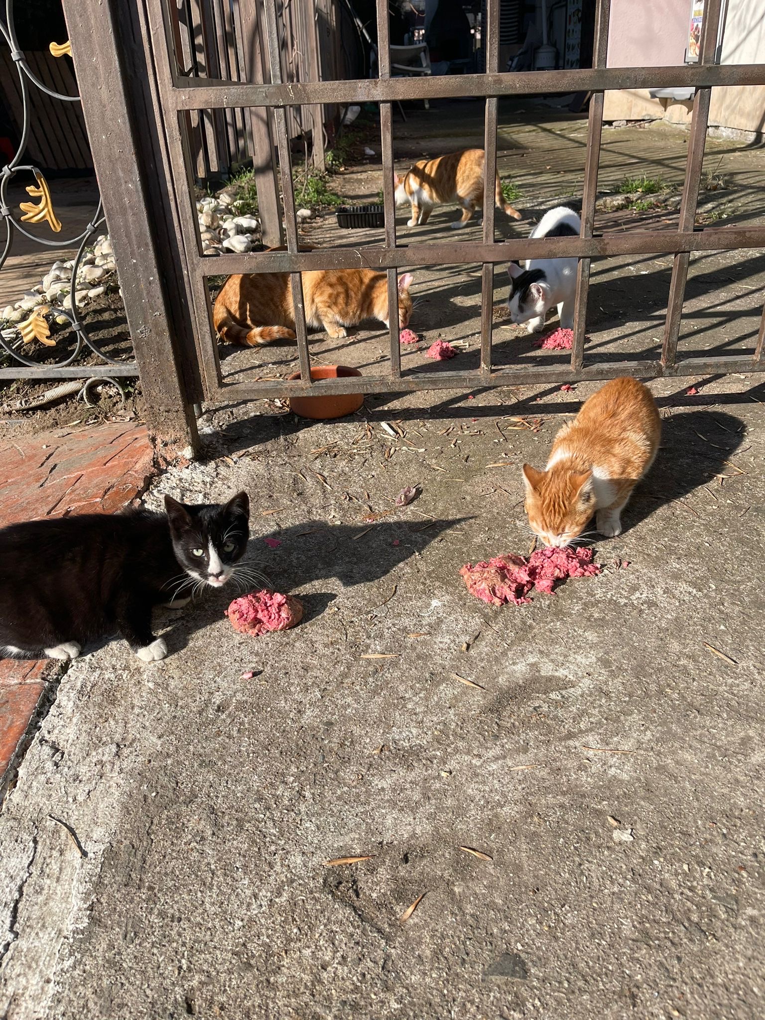 Как кормить кошеки собак.