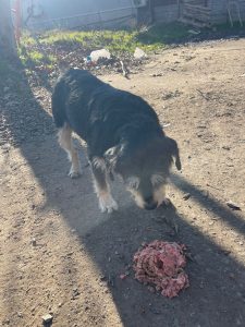 О них некому позаботиться.